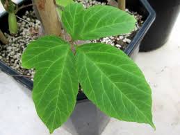 Image result for Cissus aralioides