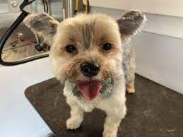 Maybe you would like to learn more about one of these? Happy Scrappy Mobile Pet Grooming 1802 Ne Loop 410 San Antonio Tx Pet Grooming Mapquest