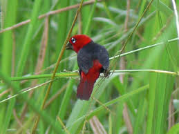 Image result for Pycreus africanus