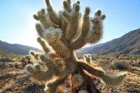 Cactus & succulent plants └ plants & seedlings └ plants, seeds & bulbs └ garden & patio all categories antiques art baby books, comics & magazines business, office & industrial cameras & photography cars, motorcycles & vehicles clothes. As Rains Ease In The West Cactuses Shine Brighter Than Ever The New York Times