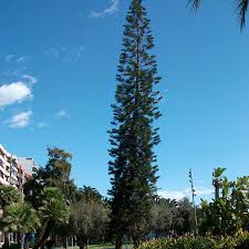 Image result for Araucaria columnaris