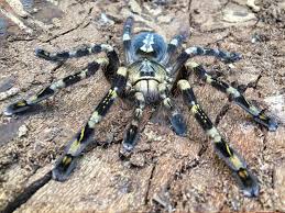 Image result for Centema subfusca