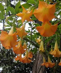 Pin On Brugmansia
