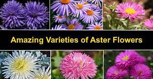 They help to form the spindle apparatus, which moves chromosomes during cell asters are vital to the processes of mitosis and meiosis. Types Of Aster Flowers Varieties Of Aster Plant With Pictures