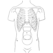 Rib cages are corpse parts that are used to obtain the base forms of part 7 stands. Rib Cage Diagram Free Svg