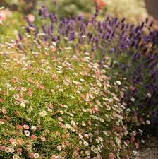 Image result for Erigeron karvinskianus