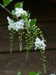 It can grow to 6 m (20 ft) tall and can spread to an equal width. White Sky Flower Golden Dewdrop Songbird Plants Almost Eden