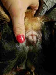 My Dog Went Into Heat And Started Bleeding On 9 17 18 And Stopped All Bleeding On 10 4 18 Her Nipples And Vulva Never Shrunk Back Petcoach