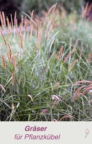 Ziergraser Im Kubel Halten Balkon Pflanzen Balkonkasten Bepflanzen Diy Krautergarten