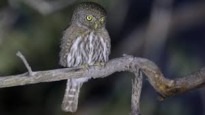 We did not find results for: Confusing Bird Sounds In The Southern California Mountains Owls Red Crossbills And More