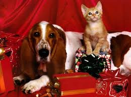 Dog And Kitten At Christmastime Cats Wallpaper Id 1272907 Desktop Nexus Animals Christmas Animals Kittens And Puppies Animals
