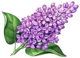 Flowers Stock Art Illustrations Douglas Schneider Illustration Flower Drawing Lilac Tattoo Watercolor Flowers