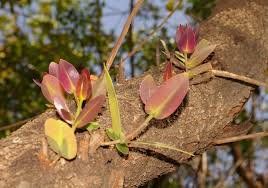 Image result for Syzygium cordatum