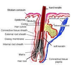 Skin The Histology Guide