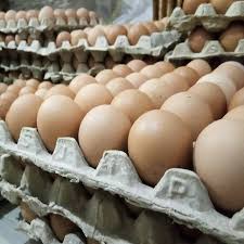 Telur ayam kalkun putih/ white holland turkey. Daftar Harga Telur Ayam Ras Arab Kampung Joper Hari Ini