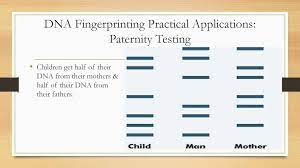.worksheet answer key is a new way of investigating defining happiness in. Gel Electrophoresis Dna Fingerprinting Ppt Download