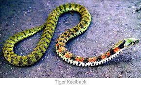 Tiger Keelback A Tiger Keelback Snake Is A Water Snake Found In Japan And Throughout Eastern Asia Which Only Grow To Venomous Animals Snake Dangerous Animals