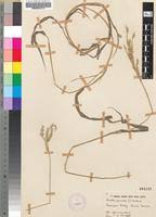 Image result for Urochloa brachyura