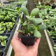 Image result for Crassula