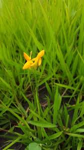 Image result for Platycoryne crocea