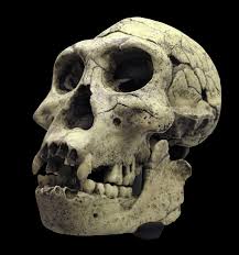 We did not find results for: Prose And Passion Before Neanderthals And Denisovans