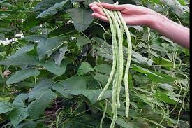 Menanam kacang panjang disamping sebagai komsumsi sendiri untuk memenuhi kebutuhan protein keluarga, juga dapat menambah penghasilan anda jika menjualnya. Kacang Panjang Sayuran Penyubur Satu Harapan