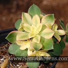 Succulents are very popular plants. Zone 9a Archives Cacti Com