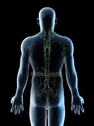 Wow.i didn't post any tutorials for a long time.i was quite busy anyway.here's tutorial on how i paint male torso anatomy. Lymph Nodes Of Male Upper Body Computer Illustration Anatomical Science Stock Photo 308616734