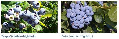 Corymbosum) are found in the wild in northeastern north. Blueberry Cultivars For The Pacific Northwest Osu Extension Catalog Oregon State University