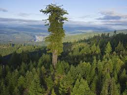 We did not find results for: Tall Trees National Geographic Society