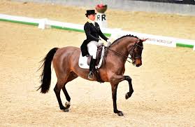Maybe you would like to learn more about one of these? Amadeus Horse Indoors Dressur Weltcup Mit Top Besetzung Niederosterreichischer Pferdesportverband