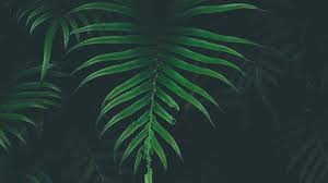 Game application wallpaper, dark souls iii, video games, pixel art. Nw44 Leaf Tree Dark Nature Wallpaper