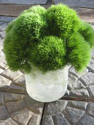 Posts about st paul floral. I Am Crazy In Love With These Fuzzy Green Dianthus Perfect For Cocktail And Reception Tables A Fresh And Modern Feel Flowers Little Garden Dahlias Wedding