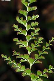 Image result for Lindsaeaceae