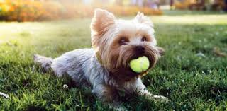 The thing is, not all dog breeds are suited to hunting like their ancestors might have been. Can You Name These Toy Dog Breeds Trivia Quiz Proprofs Quiz