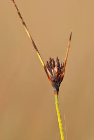 Image result for Schoenus