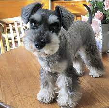 Miniature schnauzer puppies akc registered, microchipped, vet checked and up to date on all shots and vaccines. Salt And Pepper Mini Schnauzer Mini Schnauzer Miniature Schnauzer Puppies Schnauzer Grooming