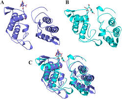 Structural basis of phospholipase A2-like myotoxin inhibition by chicoric  acid, a novel potent inhibitor of ophidian toxins
