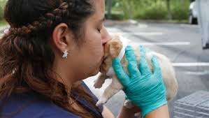 Lee Animal Services to the Rescue