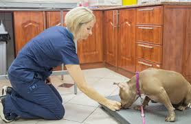 These services help pet parents plan for their animal's care while they are away from home; Services Vet In Abu Dhabi Best Veterinary Clinic In Abu Dhabi Germanvet Ae