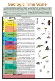 Authentic Fossil Specimens And Collections For Sale