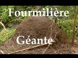 Pour inaugurer mon compte youtube, voici la vidéo de l'intérieur d'une fourmiliére =d. Fourmiliere Geante En France Youtube