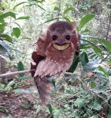 Tawny frogmouths are a nocturnal bird that relies on camouflage during the day, mimicking the appearance of a tree branch. The Peculiar Large Frogmouth Bird Of Malaysia Is Terrifying No Wait It S Laughably Goofy Reeko S Mad Scientist Lab