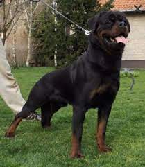 Favorite this post jul 14 french bulldog puppies , 8 weeks old ! 6 Best Rottweiler Breeders In Texas 2021 We Love Doodles