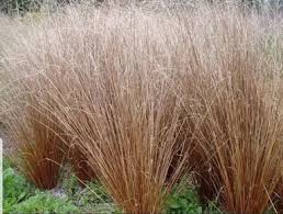 Image result for Oxygonum buchananii