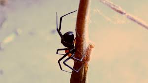 This pose shows off her bright markings, which, according to a report published by the society for integrative and. What Animals Eat Black Widow Spiders Mccnsulting Web Fc2 Com