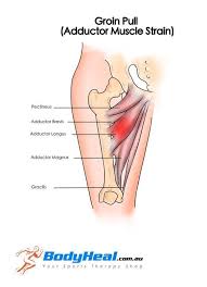 Groin muscles diagram diagram of groin aponeurosis from sscsantry groin project medical. Groin Muscle Pain Cramp October 2020 Babies Forums What To Expect