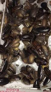 Tucson, arizona mobile wash, grooming, cleaning, trimming and parasite treatment for your pet tucson mobile pet grooming provides professional pet grooming services in the comfort of your home. Tucsons Exotic Pet Shop 3115 N 1st Ave Tucson Az 2021