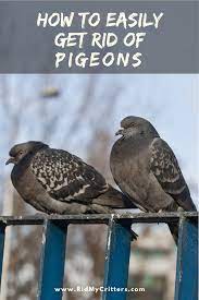 Pin On Best Of Rid My Critters