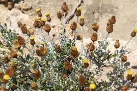 Image result for Helichrysum quartinianum